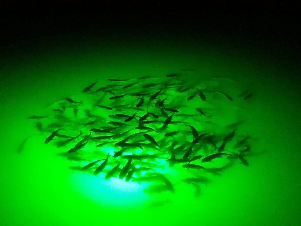 Roeam Waterproof Underwater Fishing LED Lure Light Night Fish Attracting Light