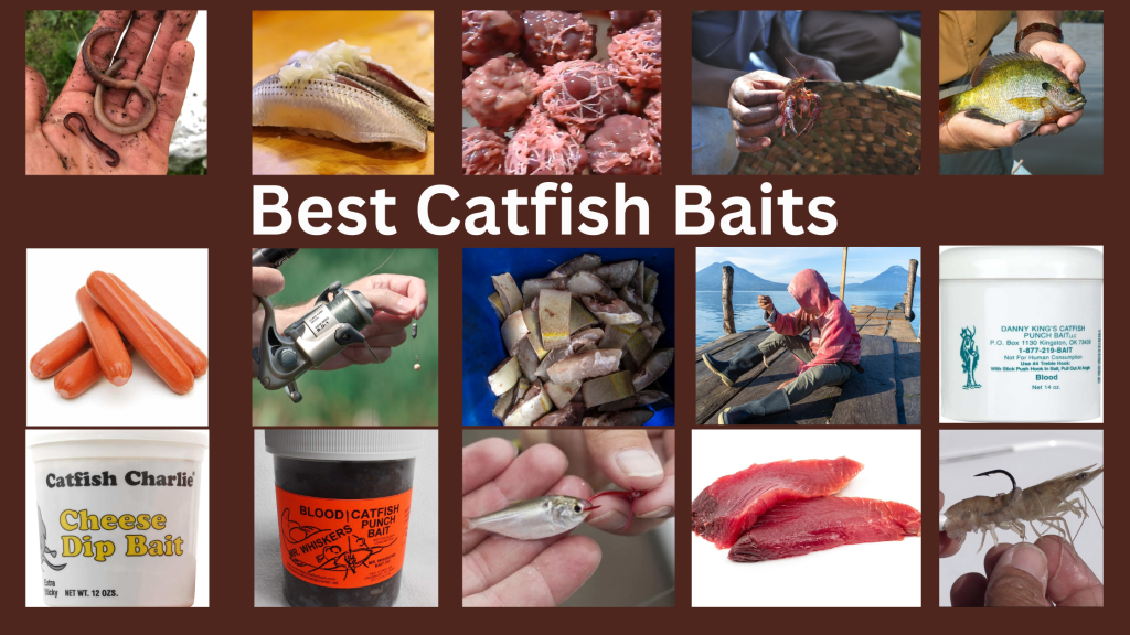 Best Catfish Baits