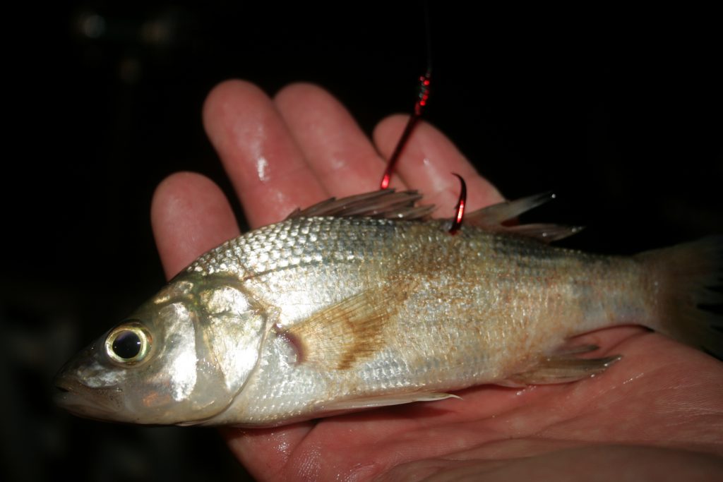 perch for catfish bait