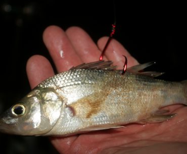 perch for catfish bait