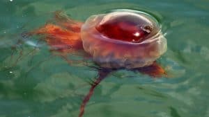 Lions Mane jellyfish