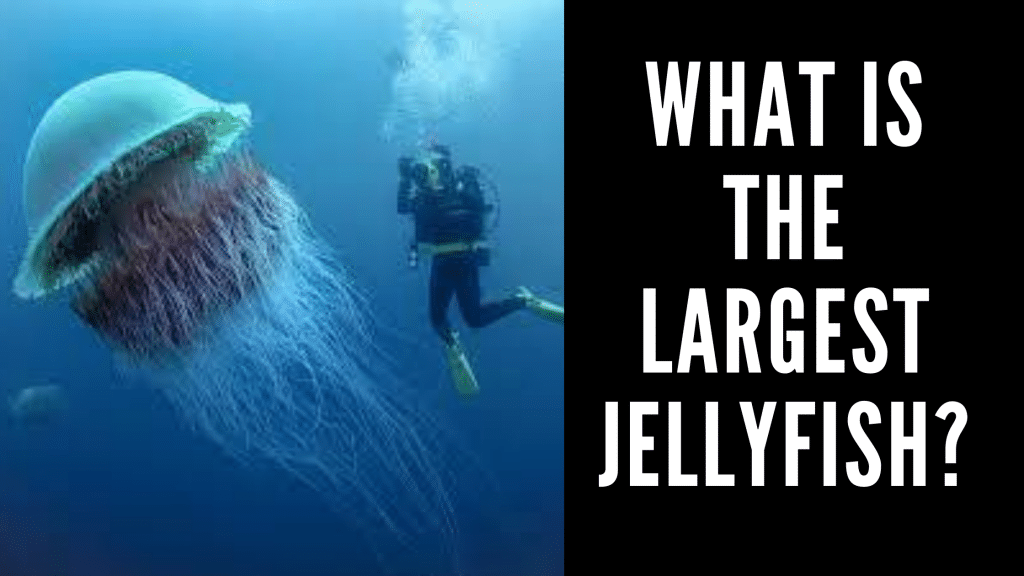 What is the Largest Jellyfish?