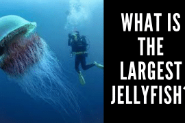 What is the Largest Jellyfish?