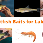 Catfish Baits for Lakes