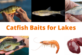 Catfish Baits for Lakes